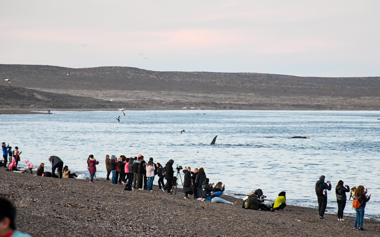 Turismo interno: Madryn recibió un 55% más de visitantes que el año pasado
