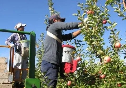 Golondrinas: esperan unos 25 mil trabajadores temporarios para la cosecha de peras y manzanas en Río Negro