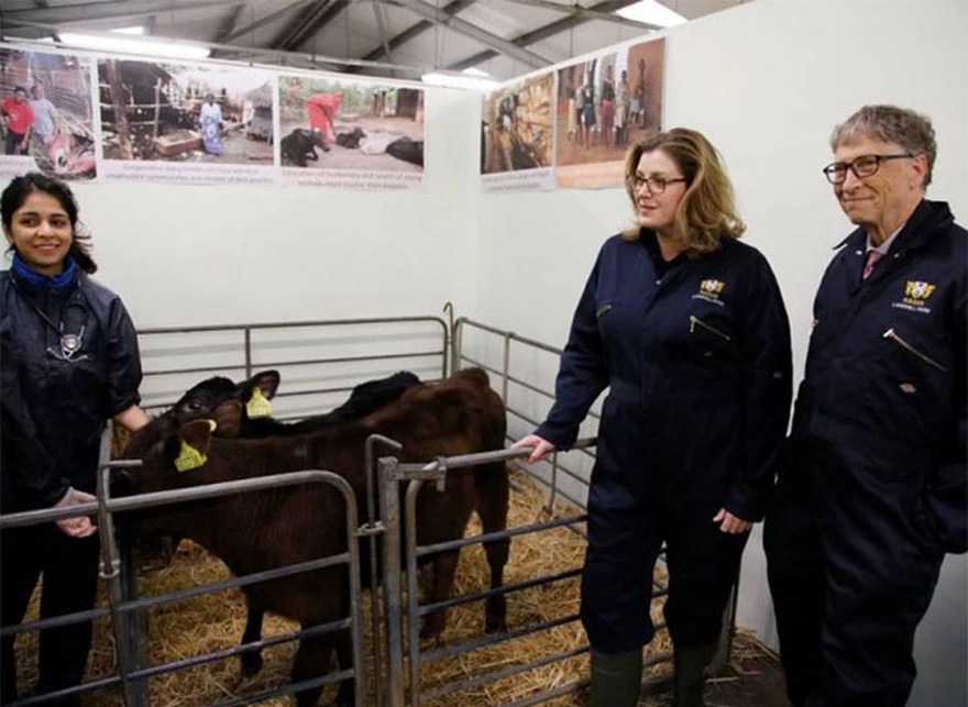 Cambio climático: Bill Gates respalda una nueva empresa australiana que se enfoca en los eructos de las vacas