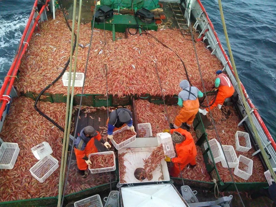 Pesca: La Cámara del Golfo San Jorge cuestionó la posible cuotificación del langostino