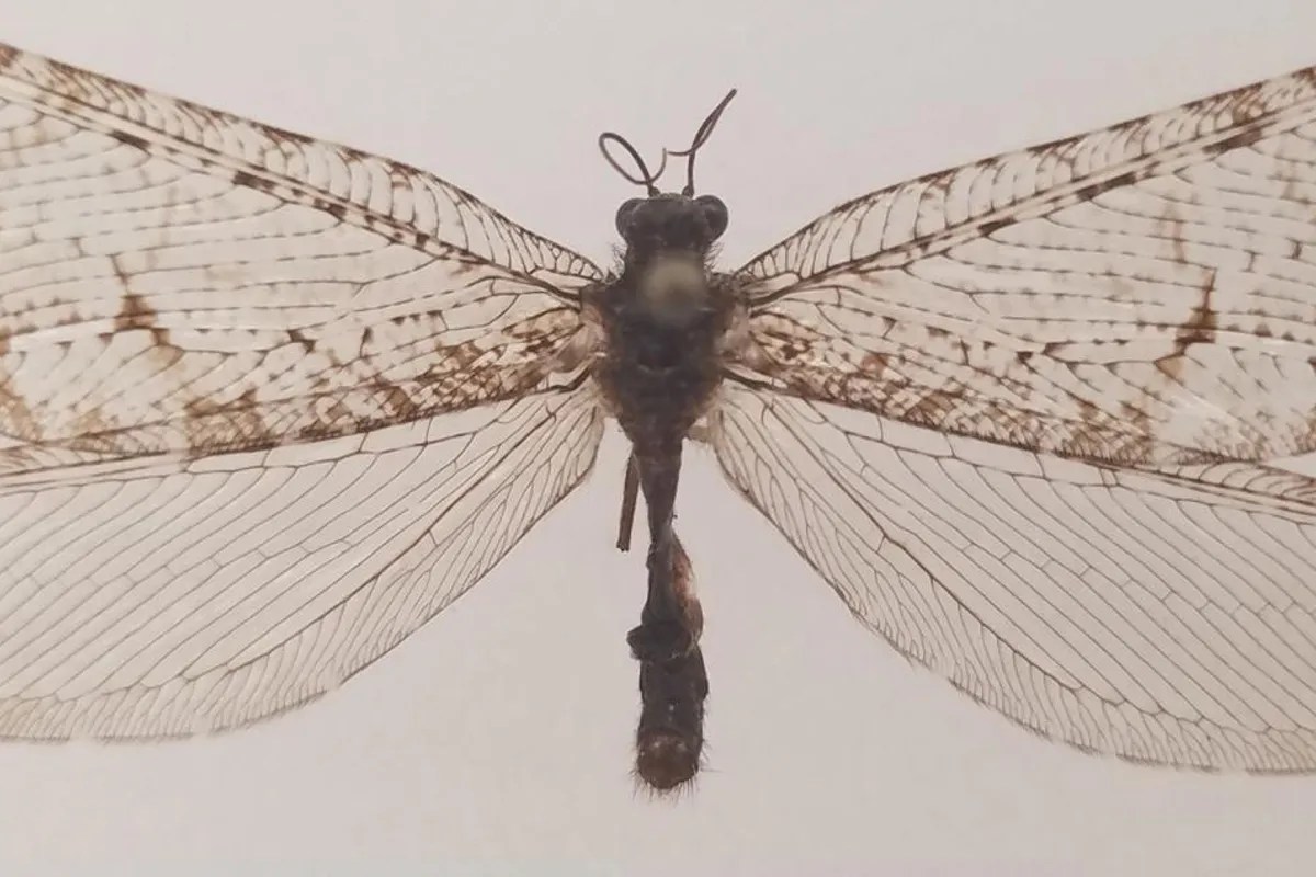 Un insecto gigante de la era de los dinosaurios fue redescubierto a las afueras de un supermercado en EEUU
