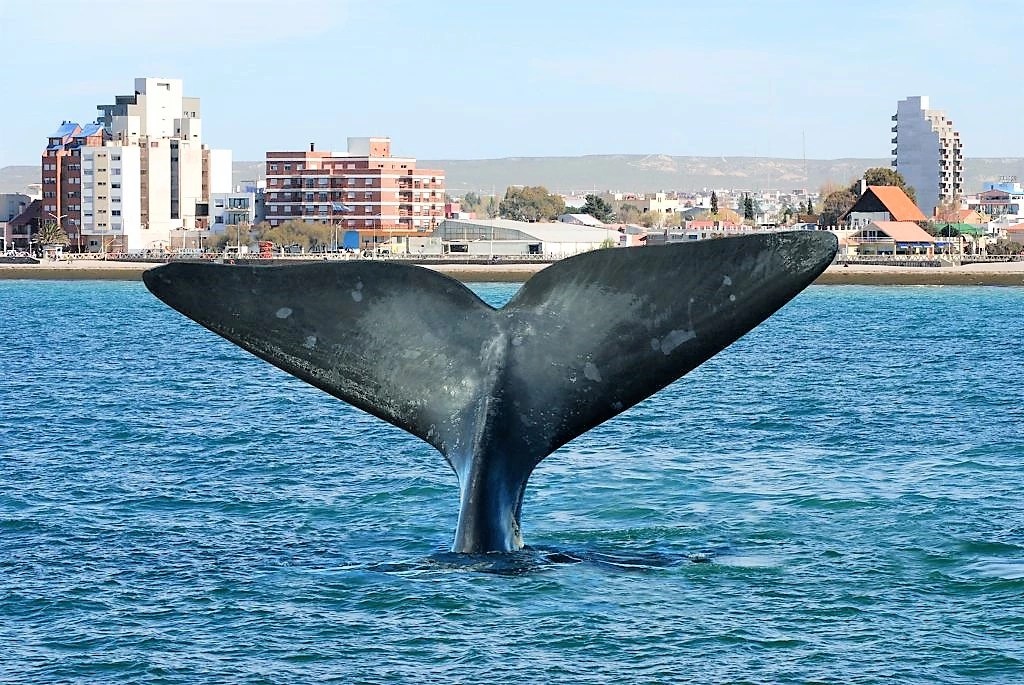 Madryn: las ballenas ya comenzaron a acercarse a las playas del centro y crecen expectativas turísticas