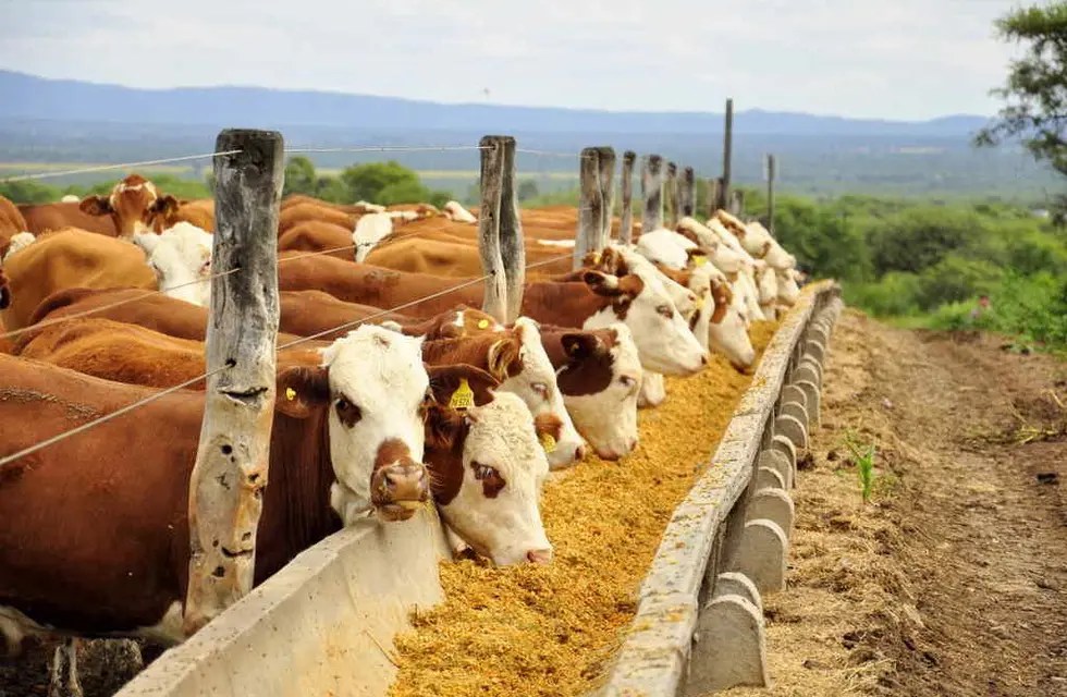 Ganadería: el ‘dólar maíz’ generó un ‘agujero financiero’ a los feedlot