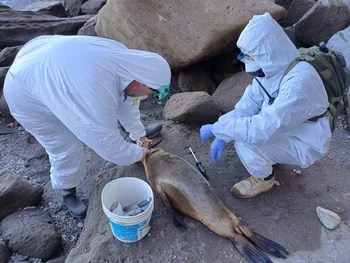 Por un brote de gripe aviar, detectan 522 lobos marinos muertos en las costas entre Brasil y Uruguay
