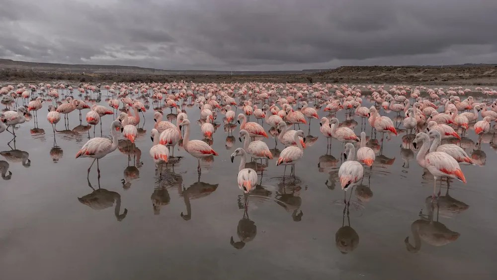 La Universidad del Chubut organiza un Festival Provincial para la Conservación de las Aves y su Entorno