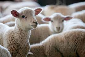 Ganadería: peligra el stock de ovejas por recorte de fondos oficiales a la Ley Ovina