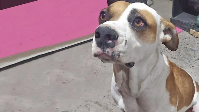 Trelew: por discusión entre vecinos le disparó a una familia y les mató al perro