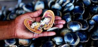 Hay veda por Marea Roja en toda la zona de Rawson