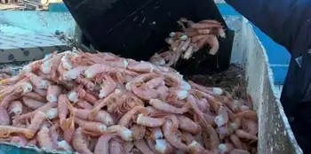 Interceptaron 10 toneladas de langostinos y sancionaron a Arvi S.A. con multa de $105 millones