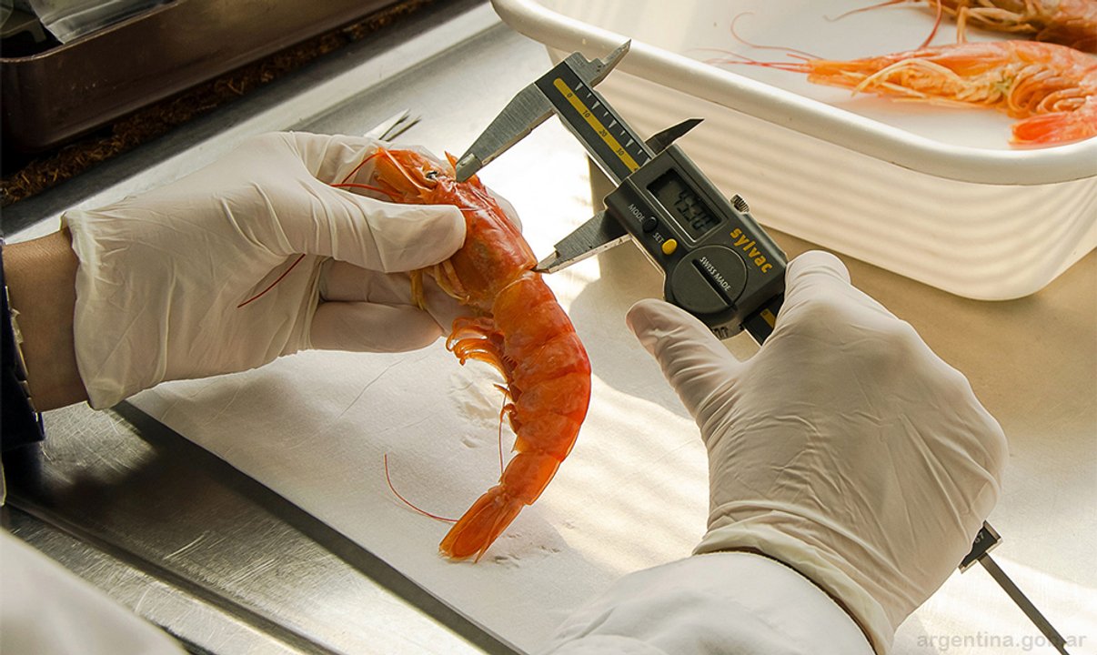 Pesca: CAPIP y la Universidad reeditarán la Diplomatura en Economía Pesquera en 2025