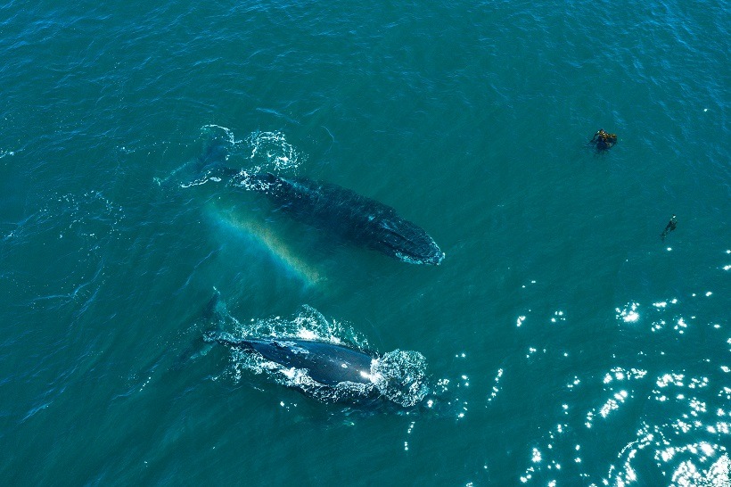 Camarones celebró a las ballenas con un festival que unió naturaleza, música y conservación