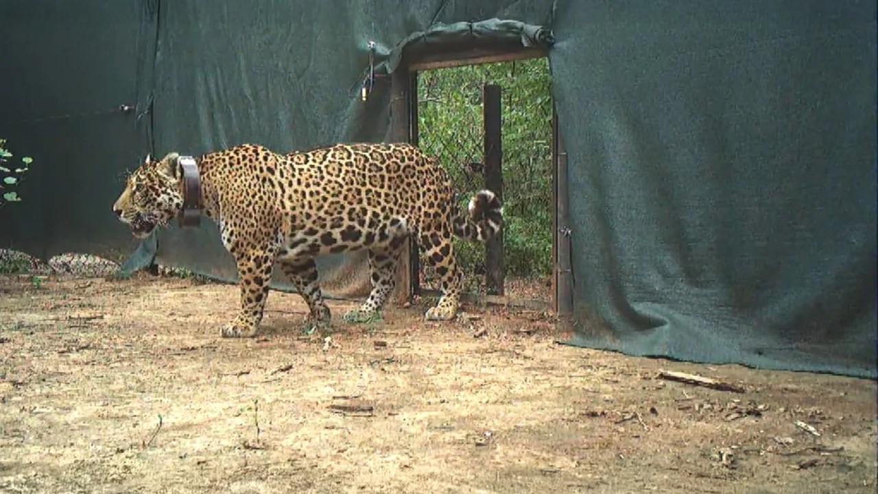Liberaron a «Miní» en «El Impenetrable», la yaguareté vuelve a la libertad