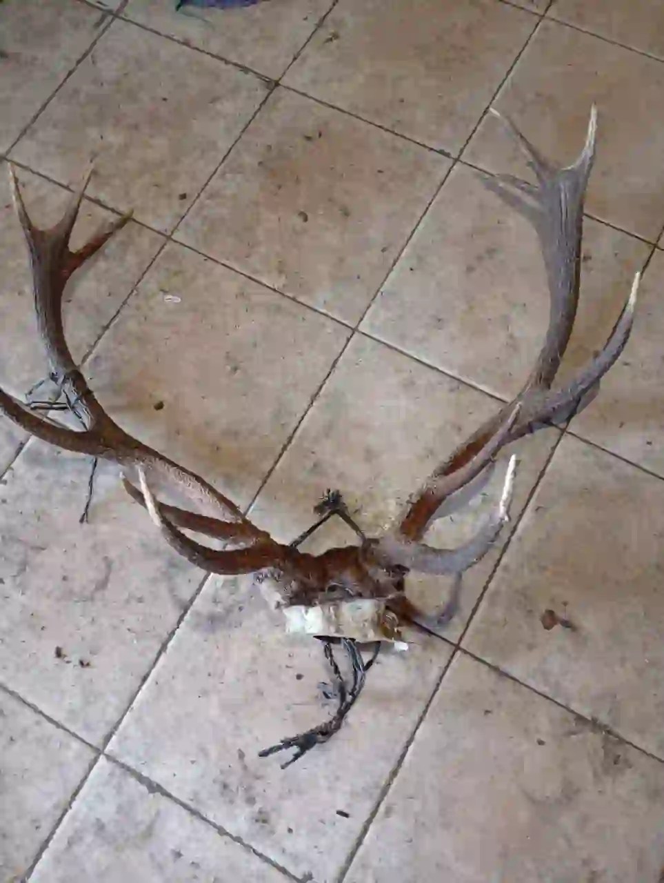 Cordillera: Secuestran armas, municiones y animales vinculados a la caza furtiva