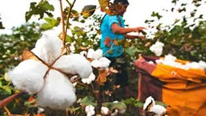 Agro: Nación elimina por decreto la asistencia a productores algodoneros