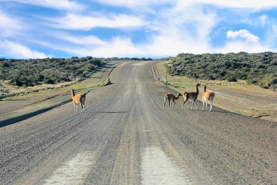 Cerraron las rutas internas de Península Valdés por barro y complicaciones de transitabilidad 