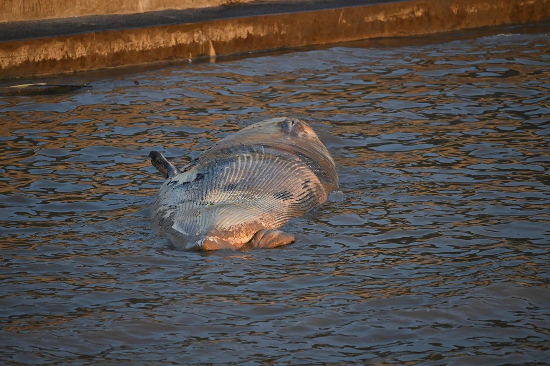 Apareció otra ballena muerta en el Río de la Plata: es la segunda en una semana