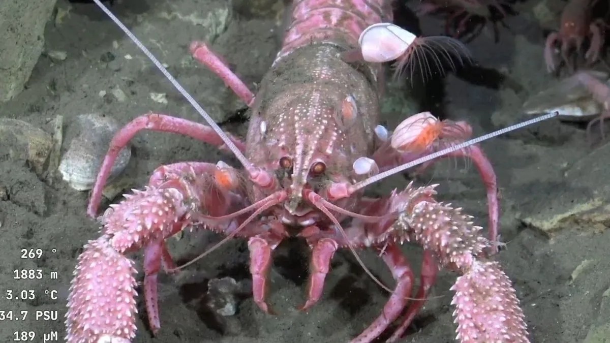 Las trasmisiones submarinas del Conicet mostrarán el fondo marino de Chubut y Río Negro