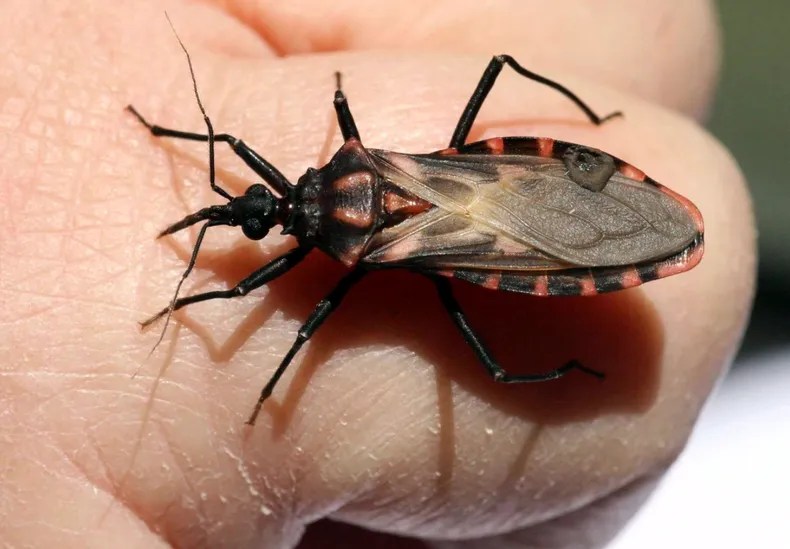 Prevención del Chagas: un becario avanza con investigación de vinchucas en Chubut