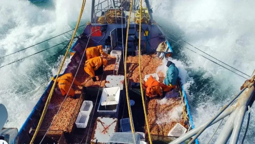 Pesca: Hubo acuerdo entre el SOMU y las Cámaras y se destraba la temporada de Langostino