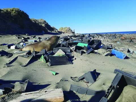 Cambio Climático LCOY 2026: El Mar Argentino necesita atención urgente