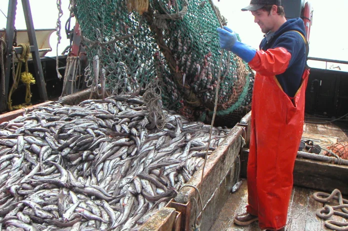 Chubut cederá 8.000 toneladas de merluza a la cuota social de Santa Cruz