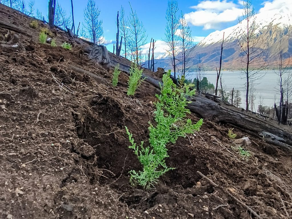Bosques de bosques: ya plantaron 32 mil árboles en la reserva Lago Epuyén