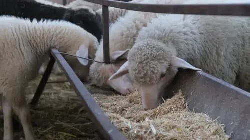 Innovación: utilizan cáscaras de almendra para mejorar la calidad de la carne de cordero
