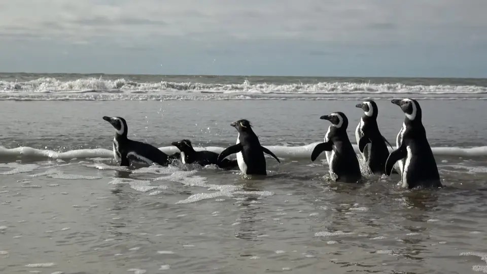 Felices: Liberaron a 40 pingüinos que vivían en cautiverio en un acuario de Mar del Plata