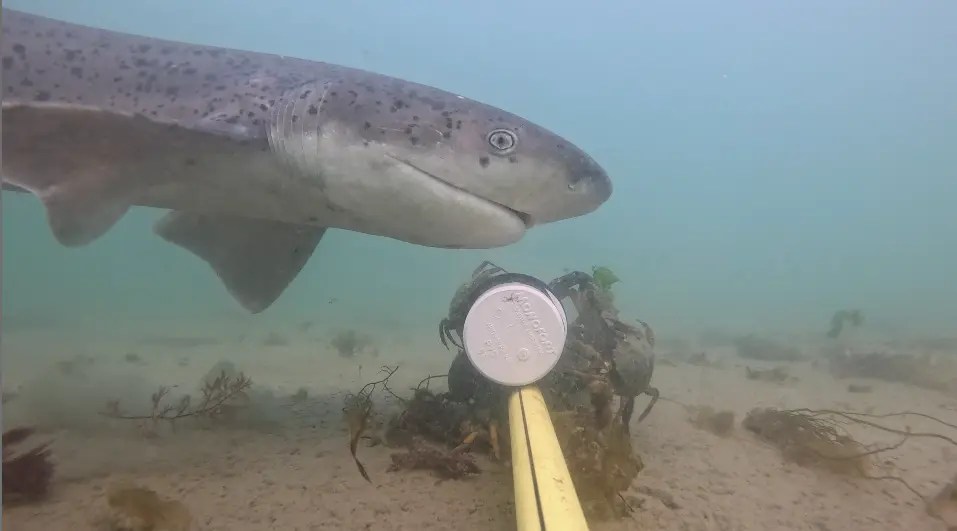Antenas satelitales y rastreo submarino: que muestran los tiburones que habitan las costas de Chubut