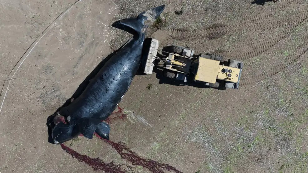 Otras cinco ballenas muertas en menos de 48 horas: las hipótesis científicas y el procedimiento con los cuerpos