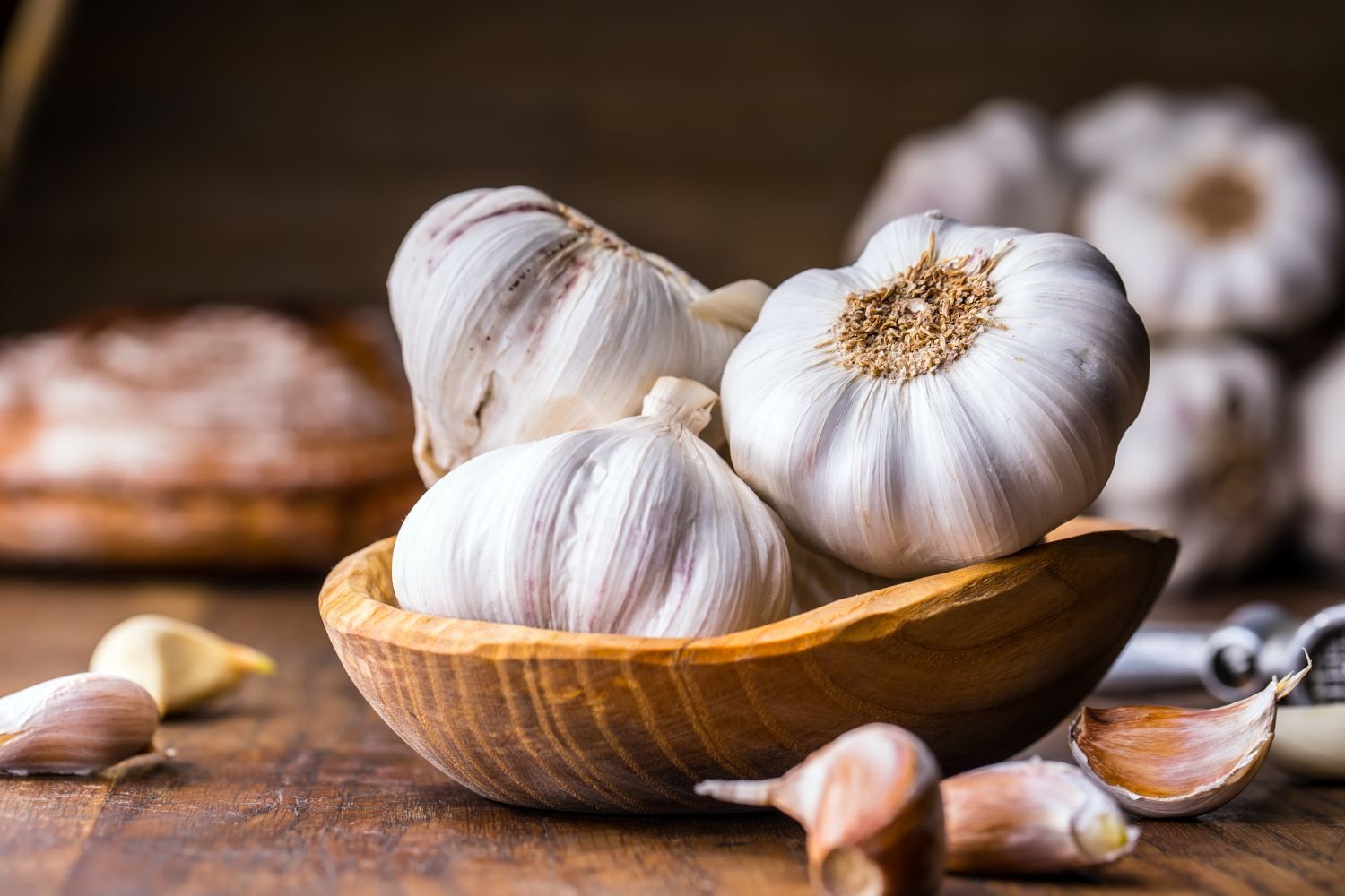 Fresh Pakistani garlic for export