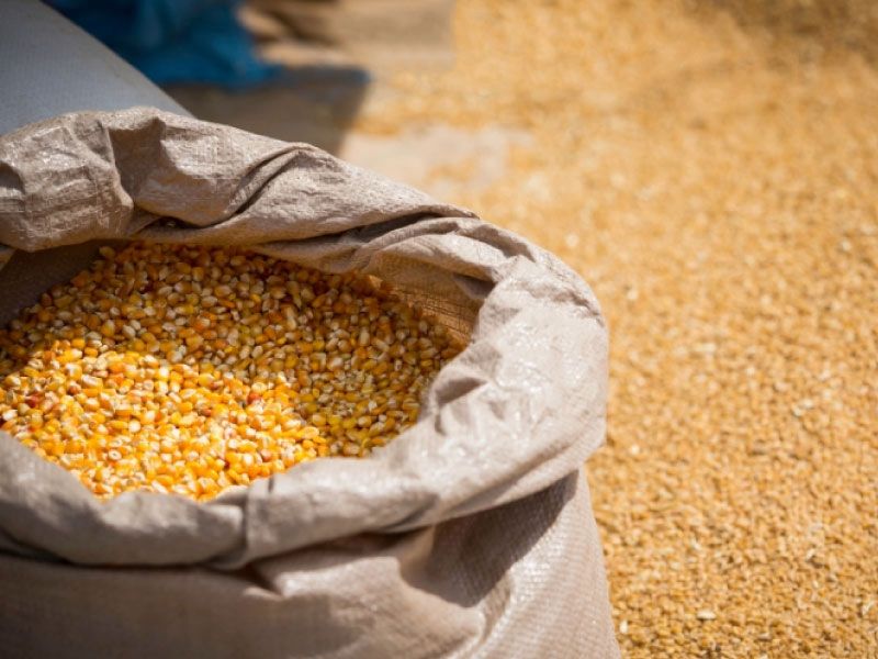 Yellow maize grain for bulk export