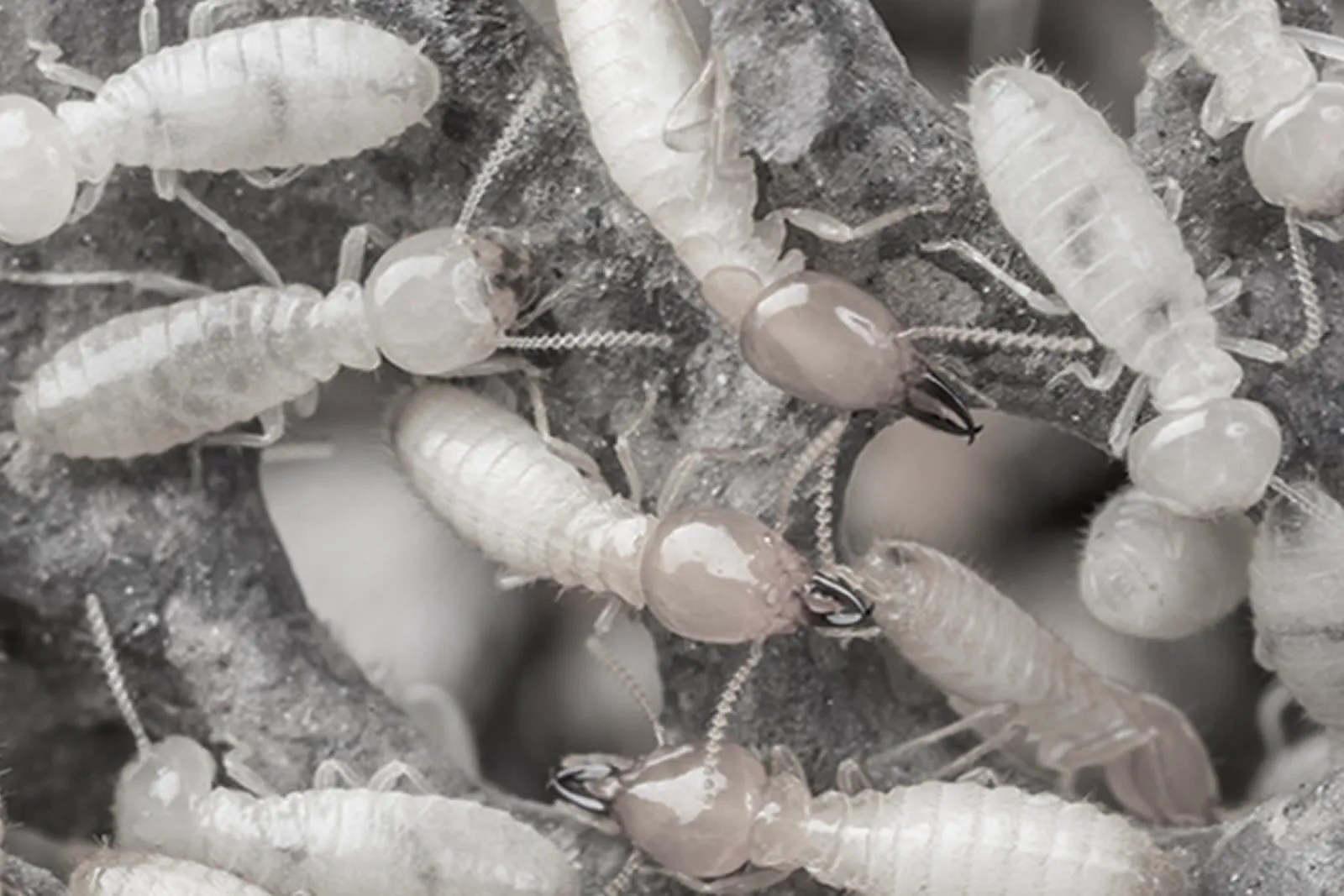 Crumb – The problem with termites
