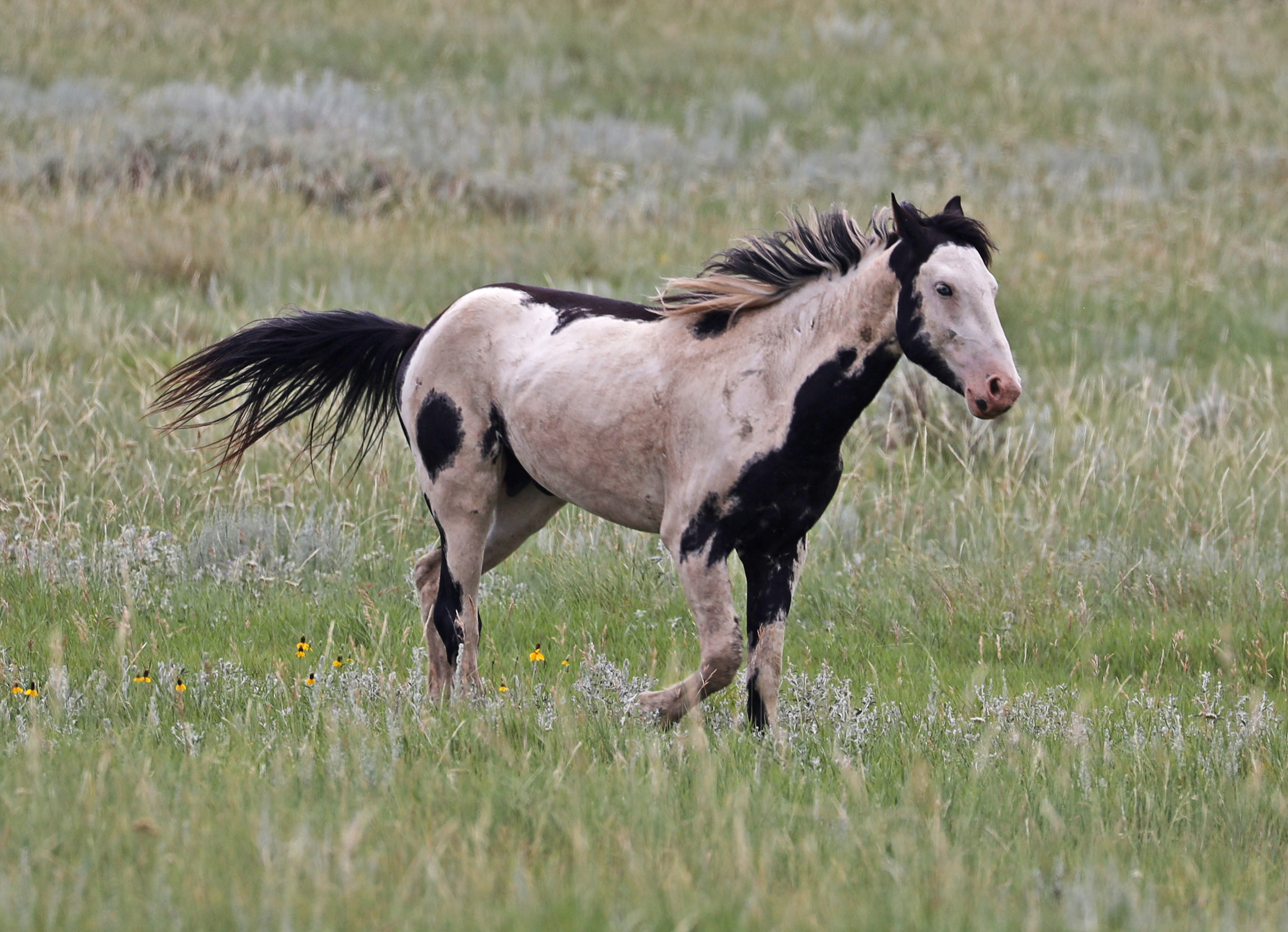 2026 Wild Horse Summit – CHWHA