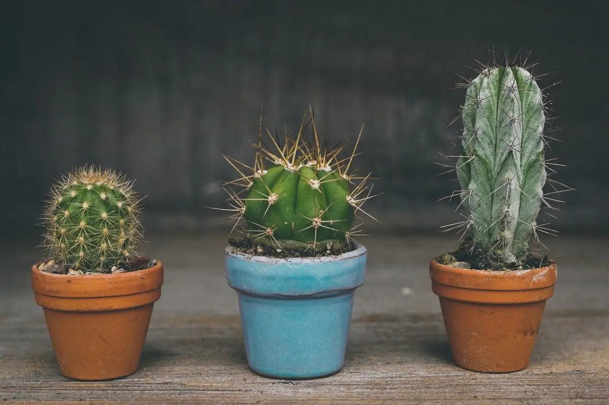 Macetas Grandes Para Cactus