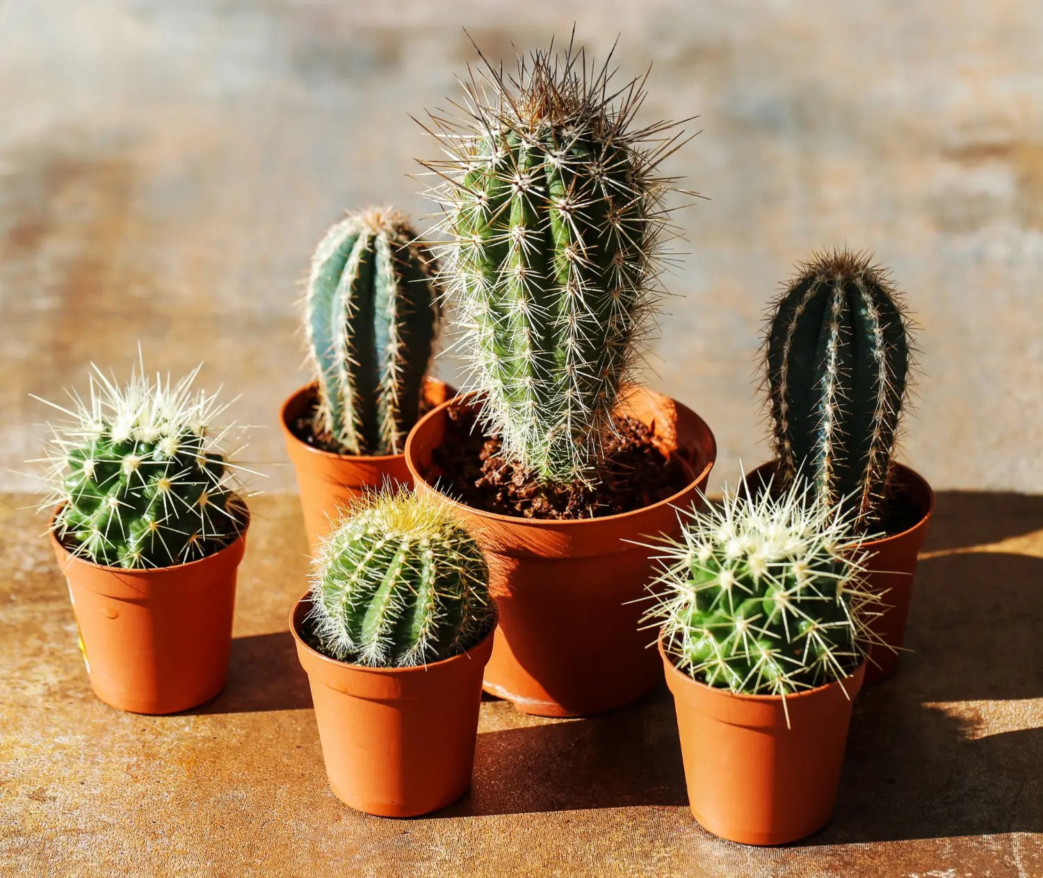 Cactos: como cultivar essas plantas resistentes e descobrir a beleza escondida em seu ritmo lento