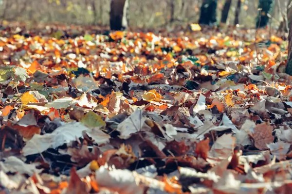 Proteção Natural com Folhas Secas (Mulching): O Guia Definitivo para Cada Estação