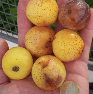 Cider Chat Episode 231 Sorb Fruit