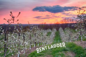 Cider Chat Episode 392 Feature