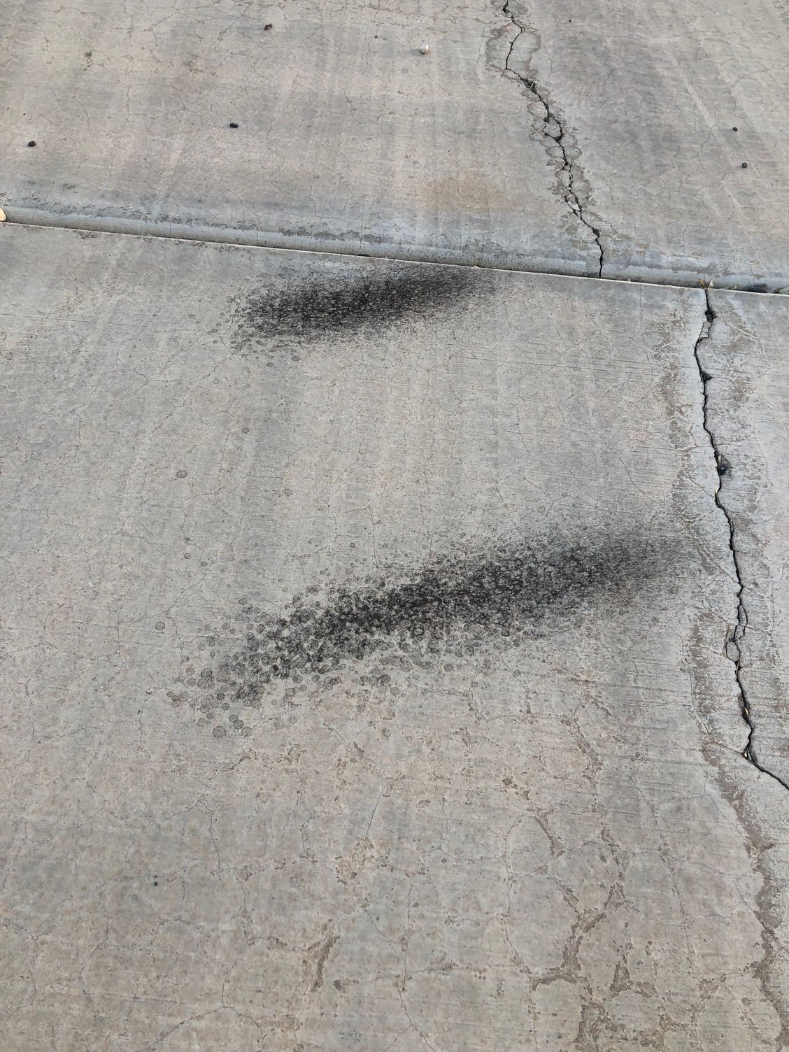 Black Soot On Magnolia Tree Is Caused By Insect Infestation Home Garden Stltoday Com
