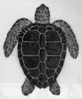 Loggerhead turtle illustration