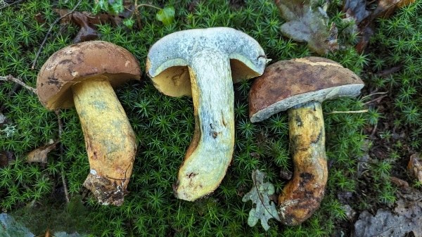 lanmoa asiatica fungo psichedelico cinese