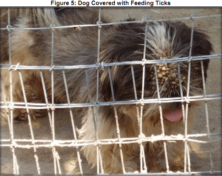 Puppy Mill Dog Covered In Ticks