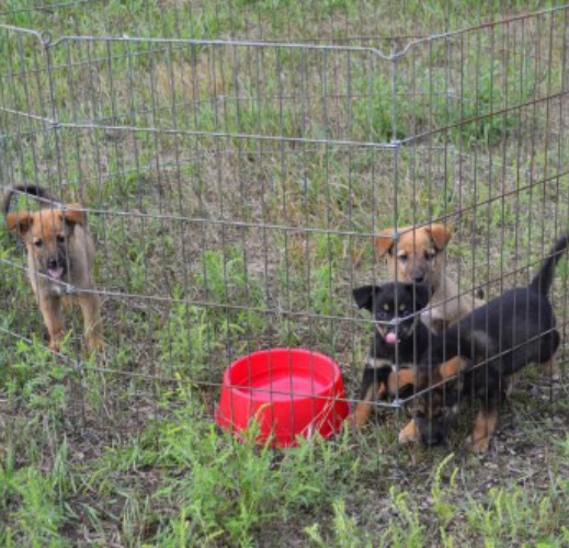 Pine Ridge Dogs
