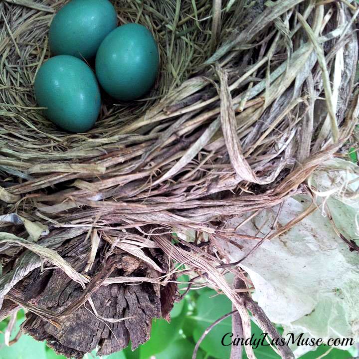 Robin's eggs in Spring