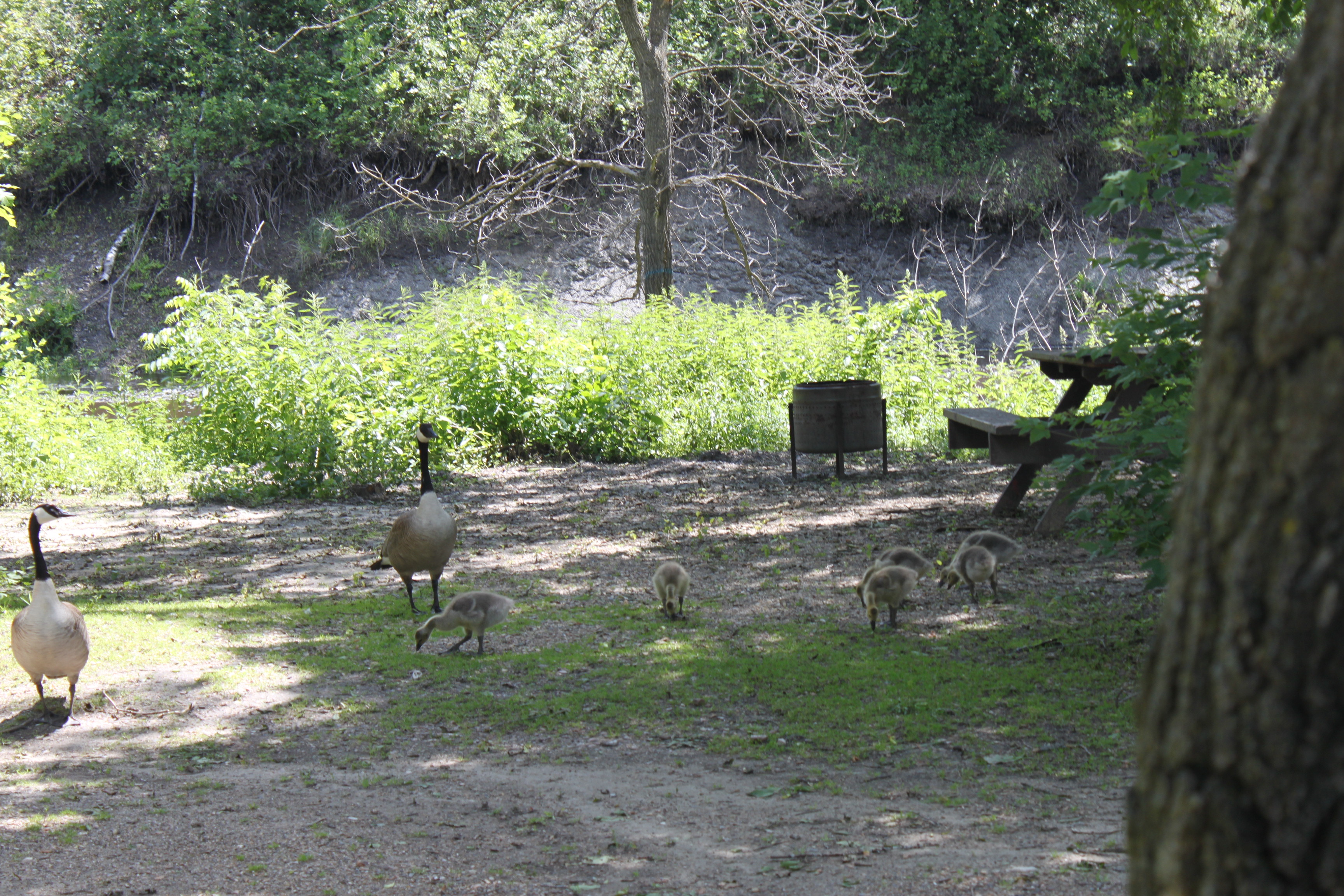 Victoria Park Campground