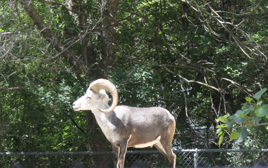 Assiniboine Park Zoo