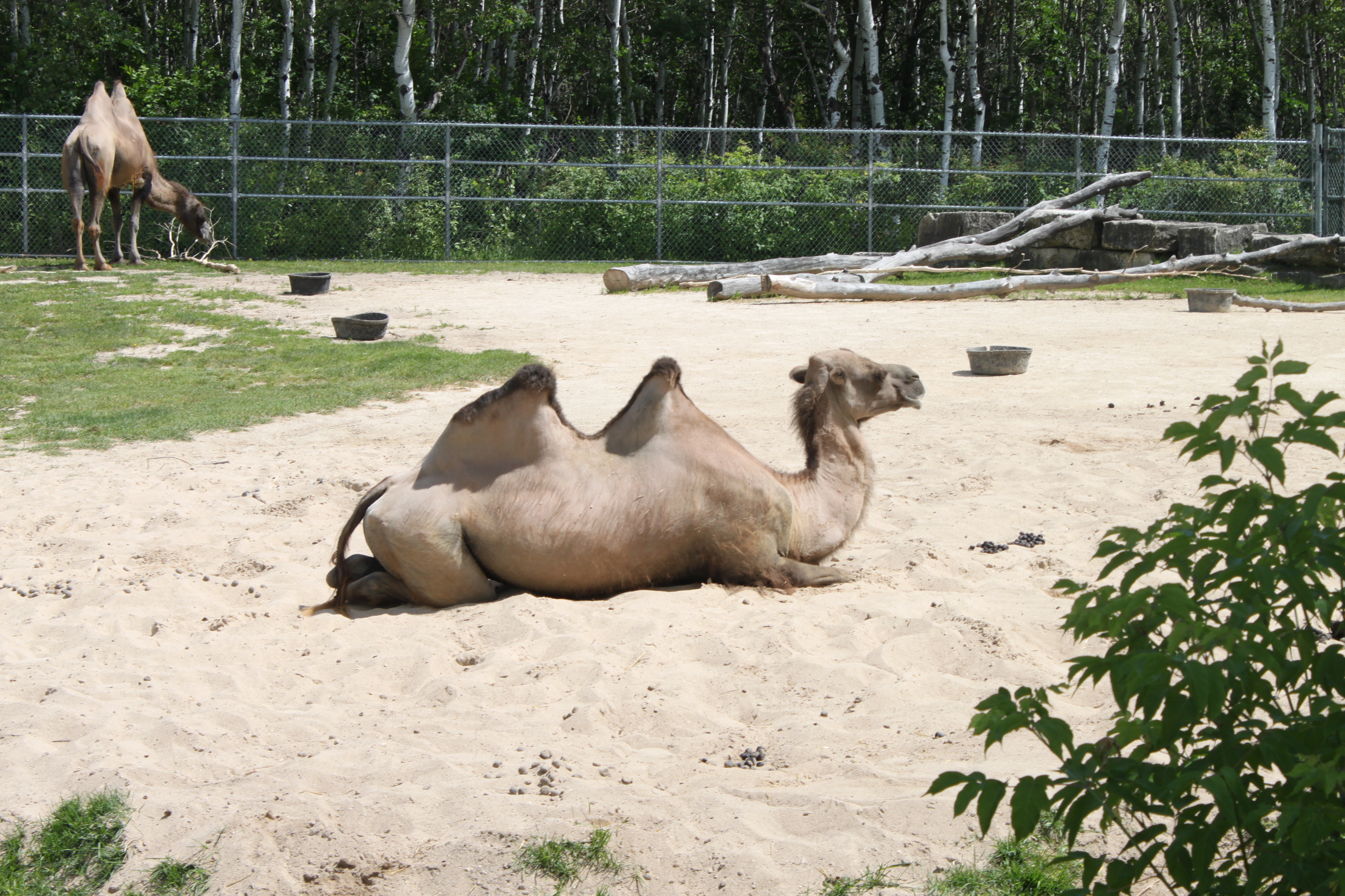 Assiniboine Park Zoo