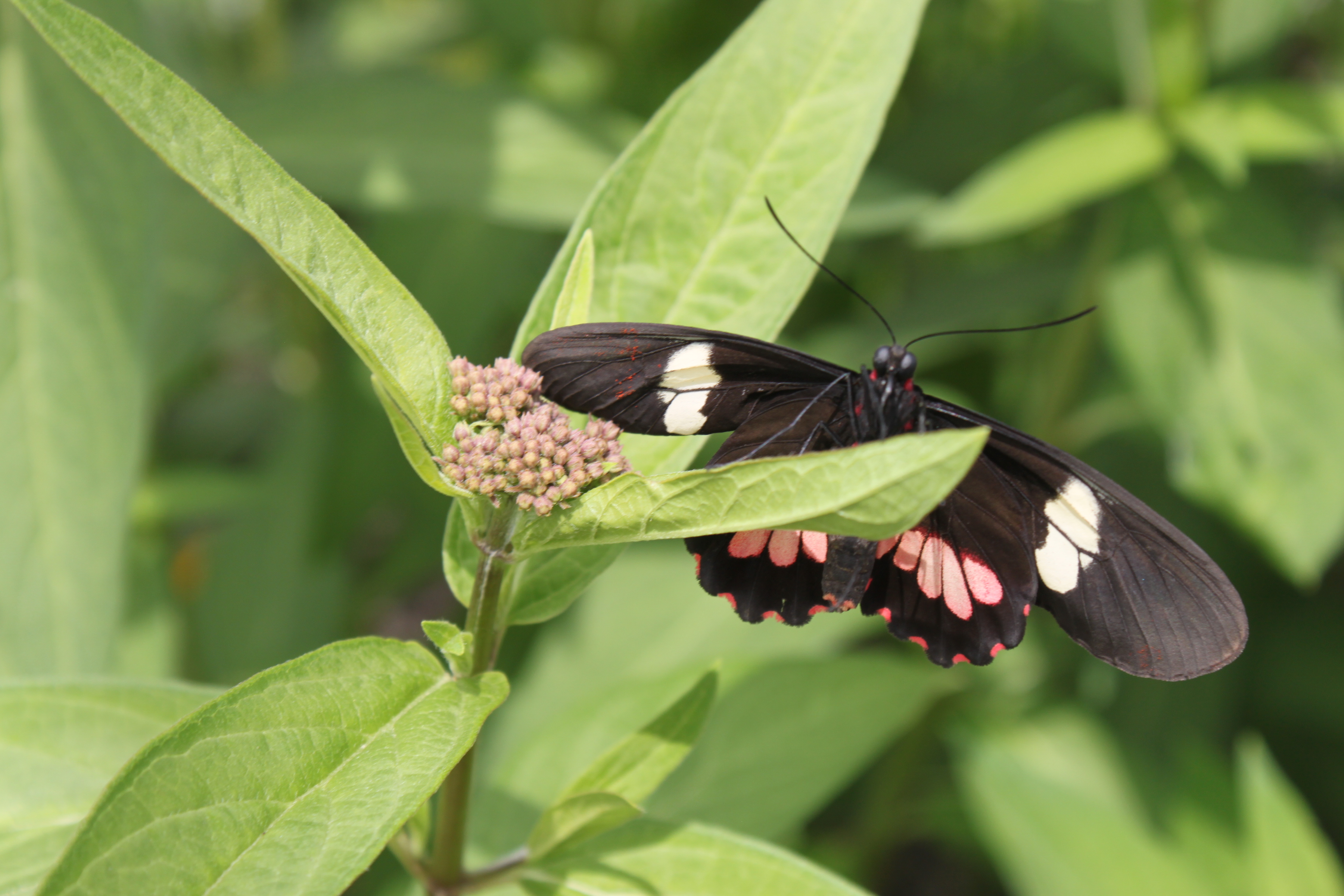Assiniboine Park Zoo