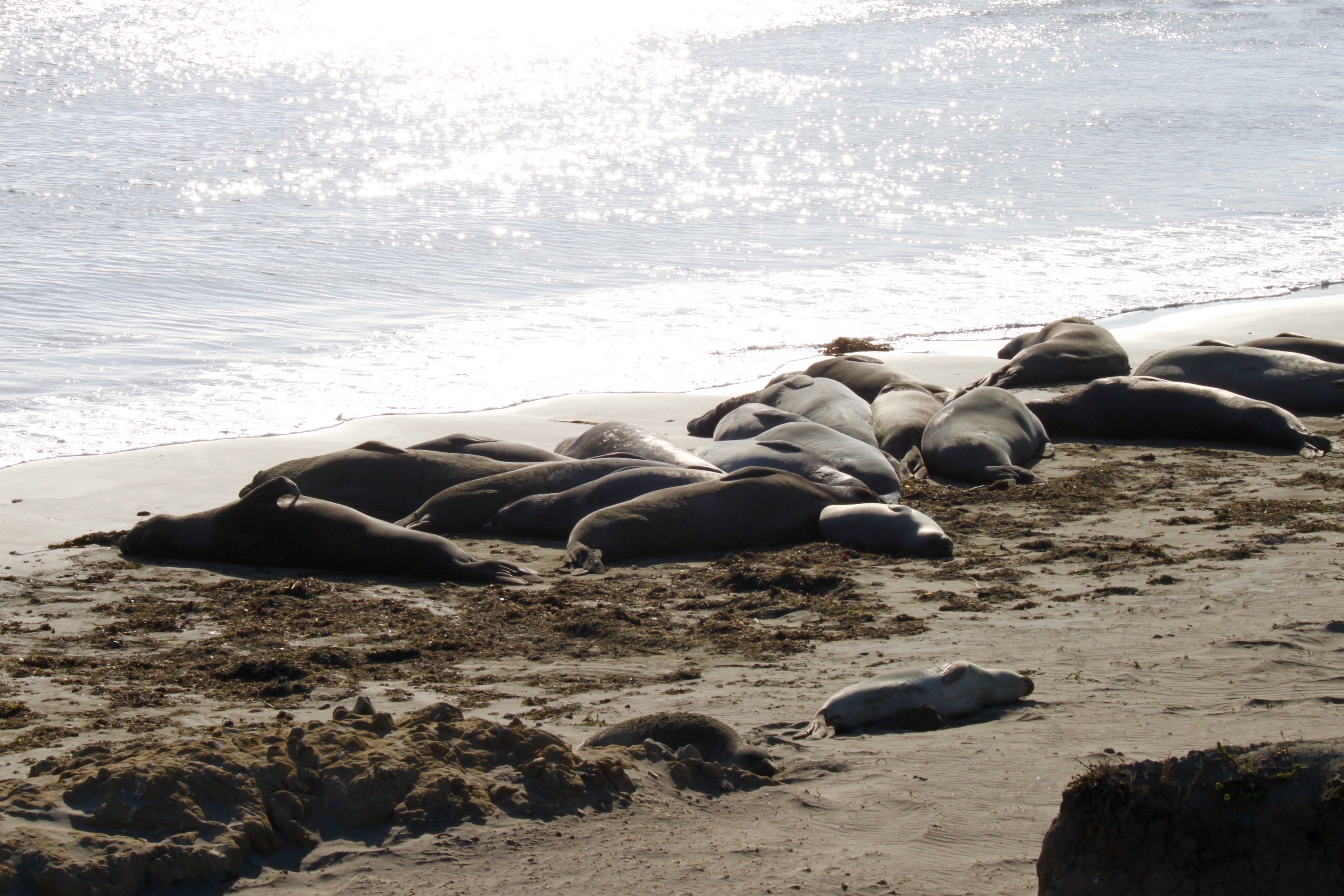Elephant Seals